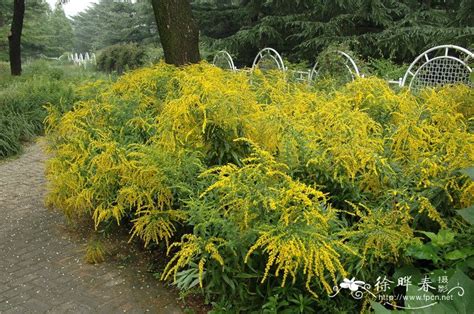 雲柱香|一枝黄花